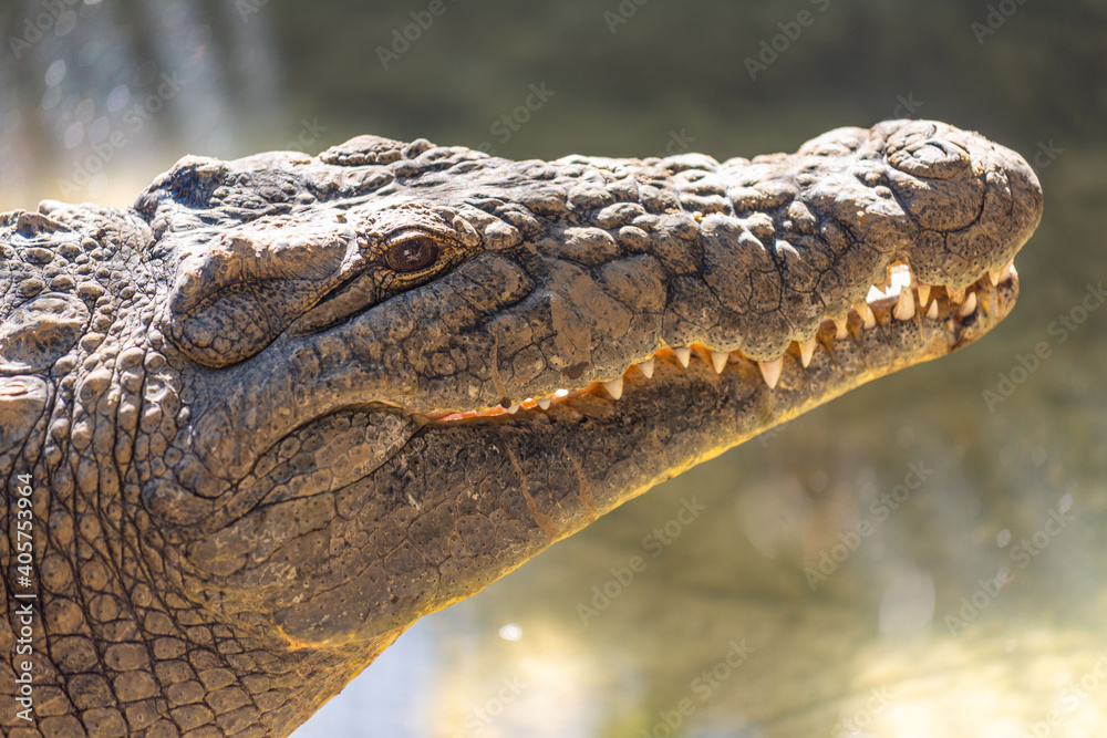 Fototapeta premium close up of a crocodile