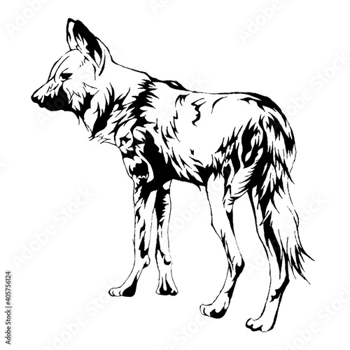 犬（リカオン　絶滅危惧種）の線画イラスト