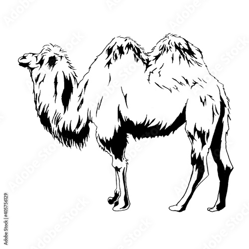 ラクダ（フタコブラクダ 絶滅危惧種）の線画イラスト