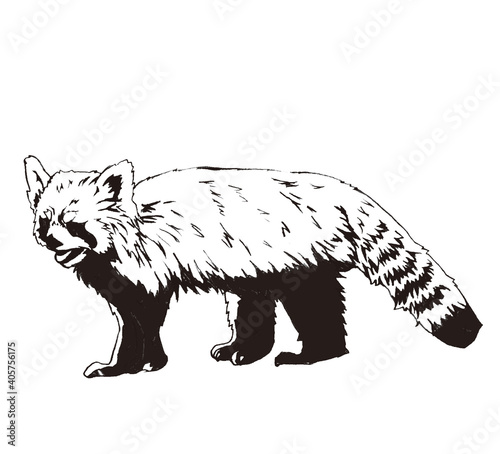 レッサーパンダ（絶滅危惧種）の線画イラスト