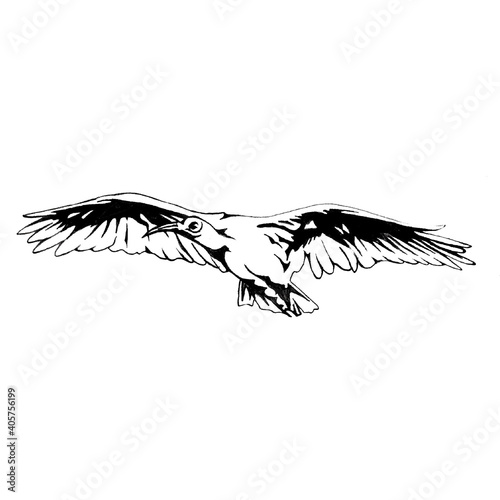 鳥（トキ 絶滅危惧種）の線画イラスト
