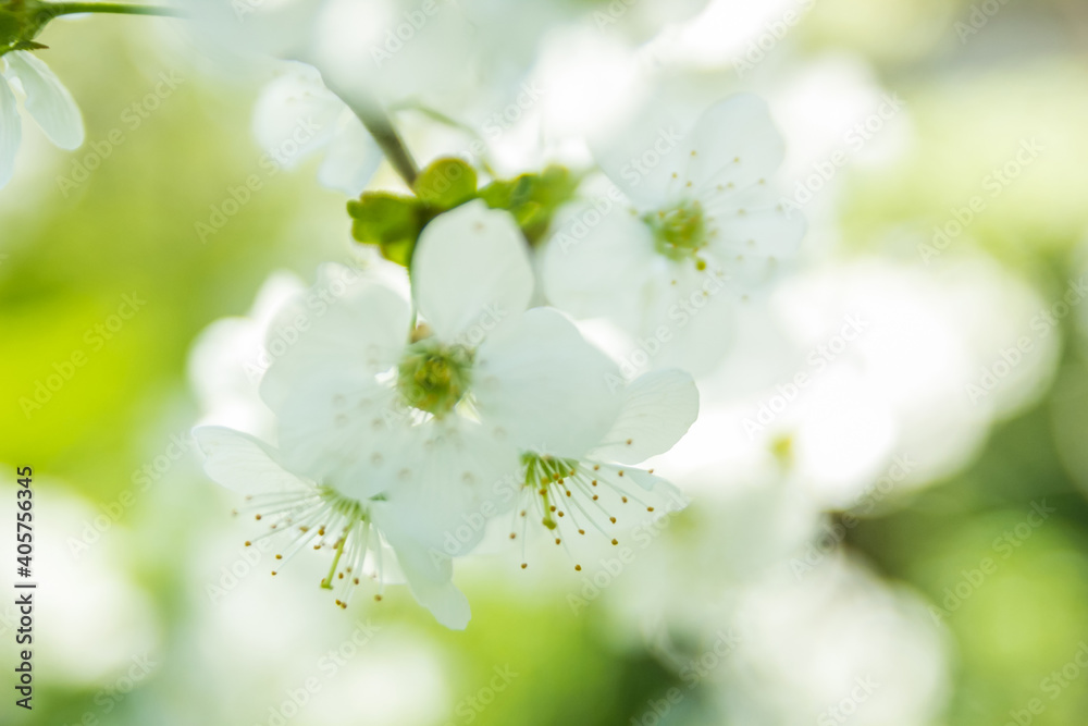 Springtime begining in the garden. The branches of a blossoming tree in spring day in the wind. Cherry tree in white flowers. Beautiful blurring background. selective focus.