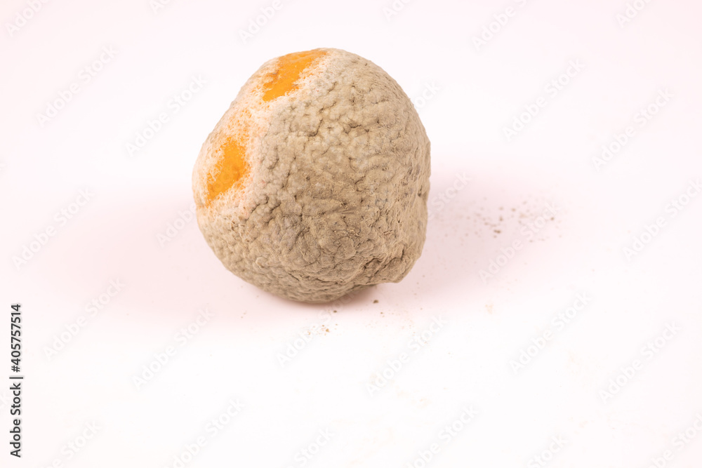 Fotografie two ginger spots peep on completely moldy tangerine