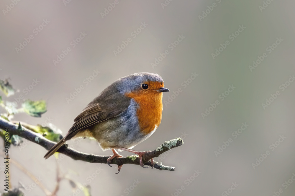Robin on a branch, European robin, Erithacus rubecula Robin on a branch, European robin, Erithacus rubecula