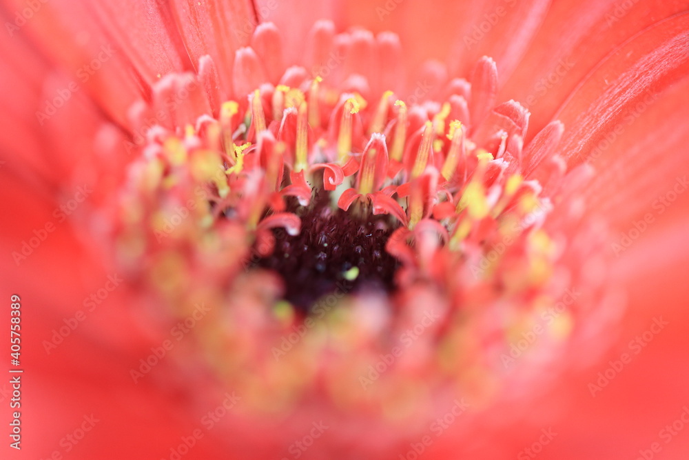 ガーベラダンス 雄しべ 雌しべ 花びらが ダンスしてるようです Stock Photo Adobe Stock