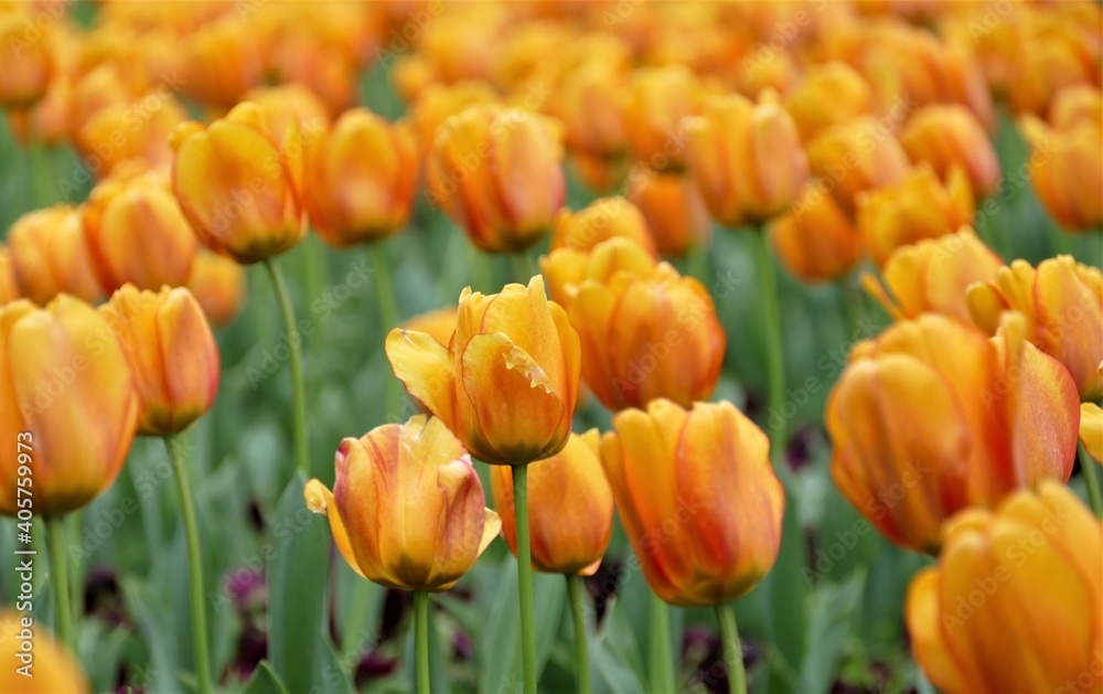 Orange tulip flower field background