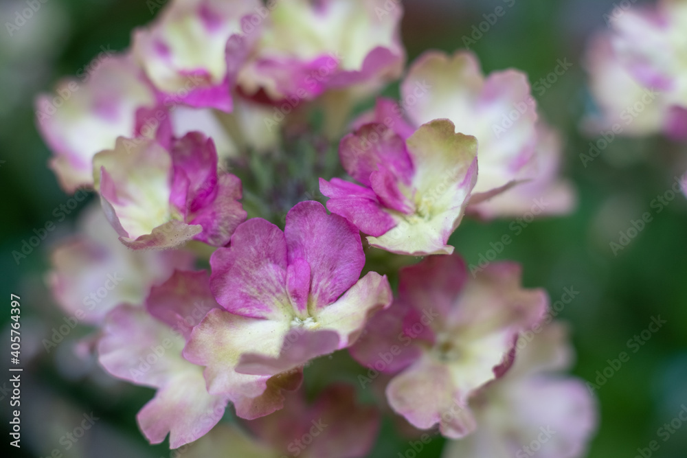 Beautiful blooming hydrangea paniculata variety in the summer garden. High quality photo Beautiful blooming hydrangea paniculata variety in the summer garden. High quality photo