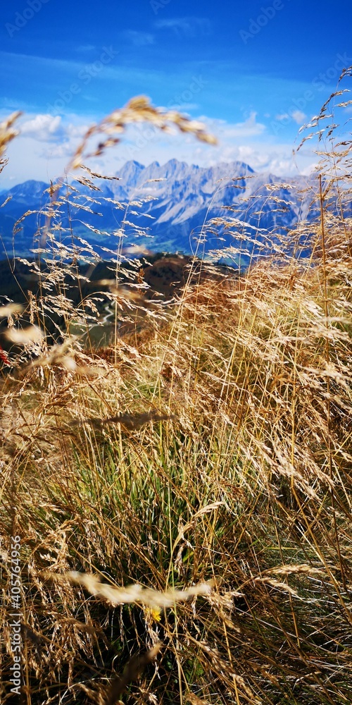 Fototapeta premium Gräser vorm Dachsteingebirge