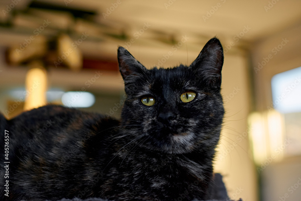 Tortoiseshell cat laying down indoors