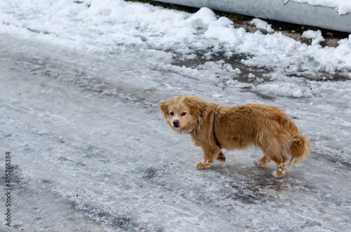 A yard dog walks in the snow. Abandoned dog. Pet.