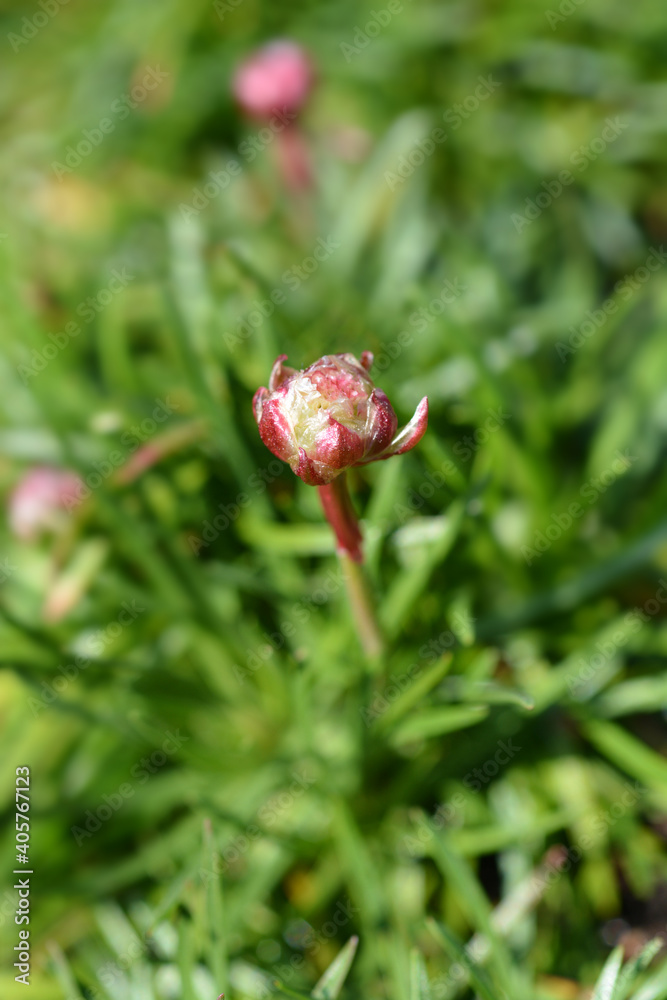 Sea Thrift Sea Thrift