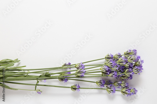 bouquet of lavender on a light background