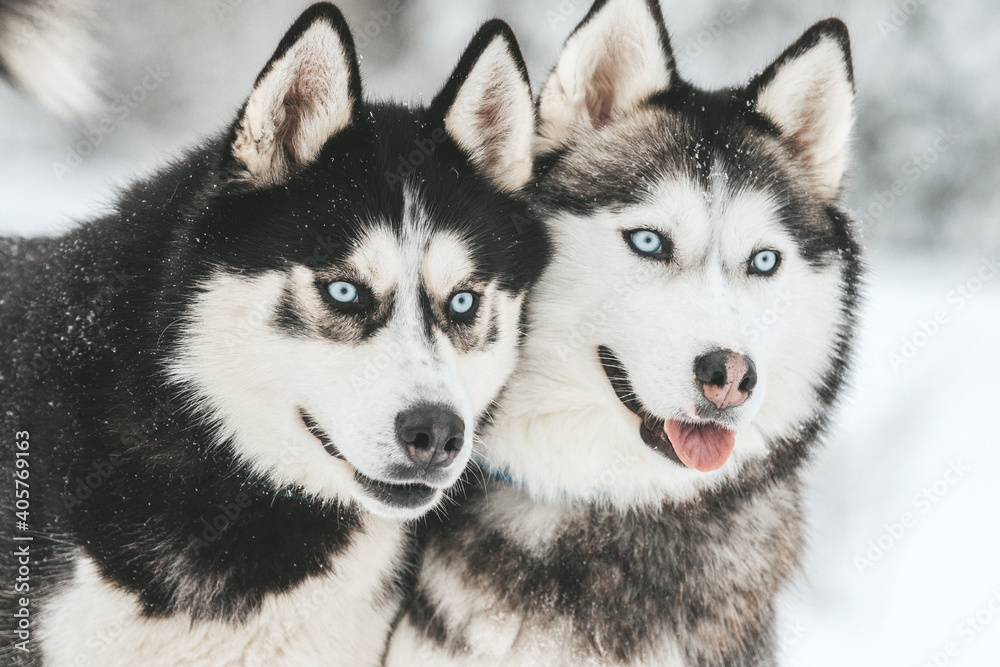Portrait of a Siberian husky, friendship forever Portrait of a Siberian husky, friendship forever