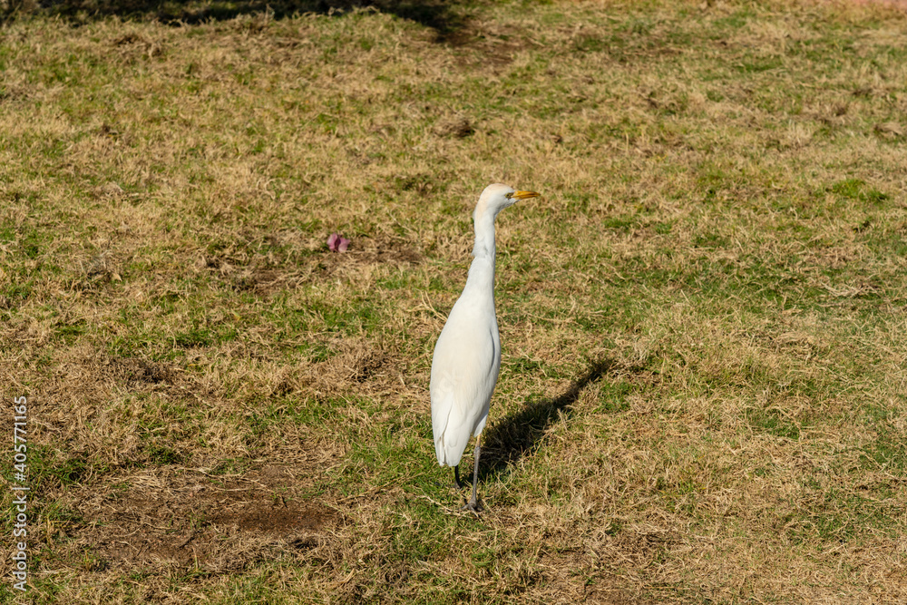 Obraz premium Cattle egret (Bubulcus ibis) walks on green grass