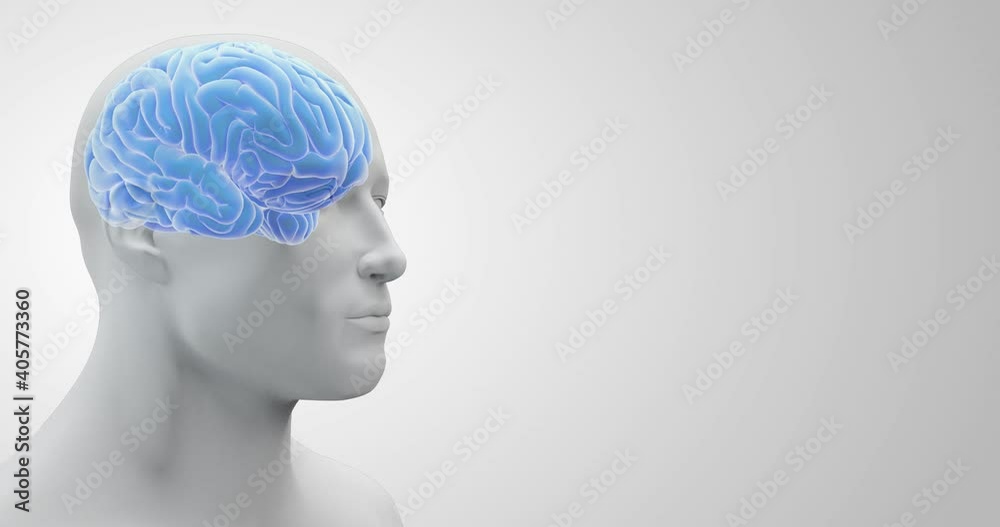 Human brain, work of neurons, magnification of a microscope 3D render ...