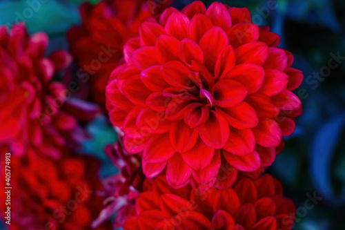Red dahlia flower in the spring garden. © Dzmitry