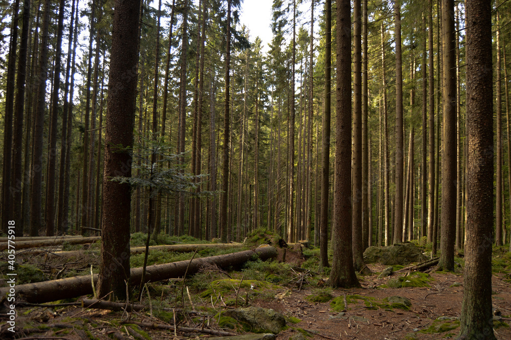 Obraz premium footpath in the forest