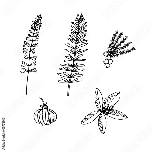 Set of plants for essential oils, vector illustration, sage, rosemary, juniper, ylang-ylang and sandalwood, sketch