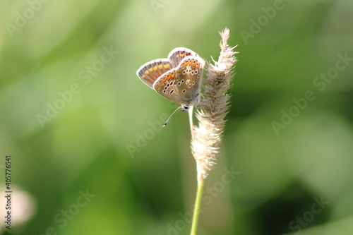 Close-up Of Butterflie On Leaf