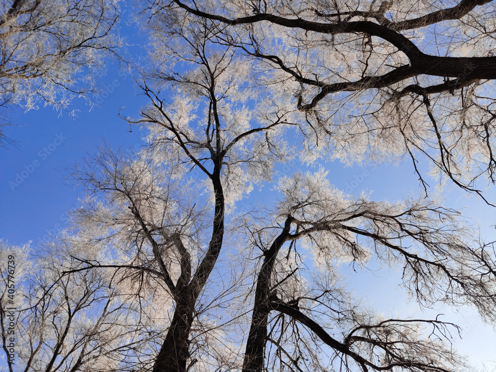 the sun illuminates the snow covered trees in a contoured light against a blue sky view of the trees from the bottom up the sun illuminates the snow covered trees in a contoured light against a blue sky view of the trees from the bottom up