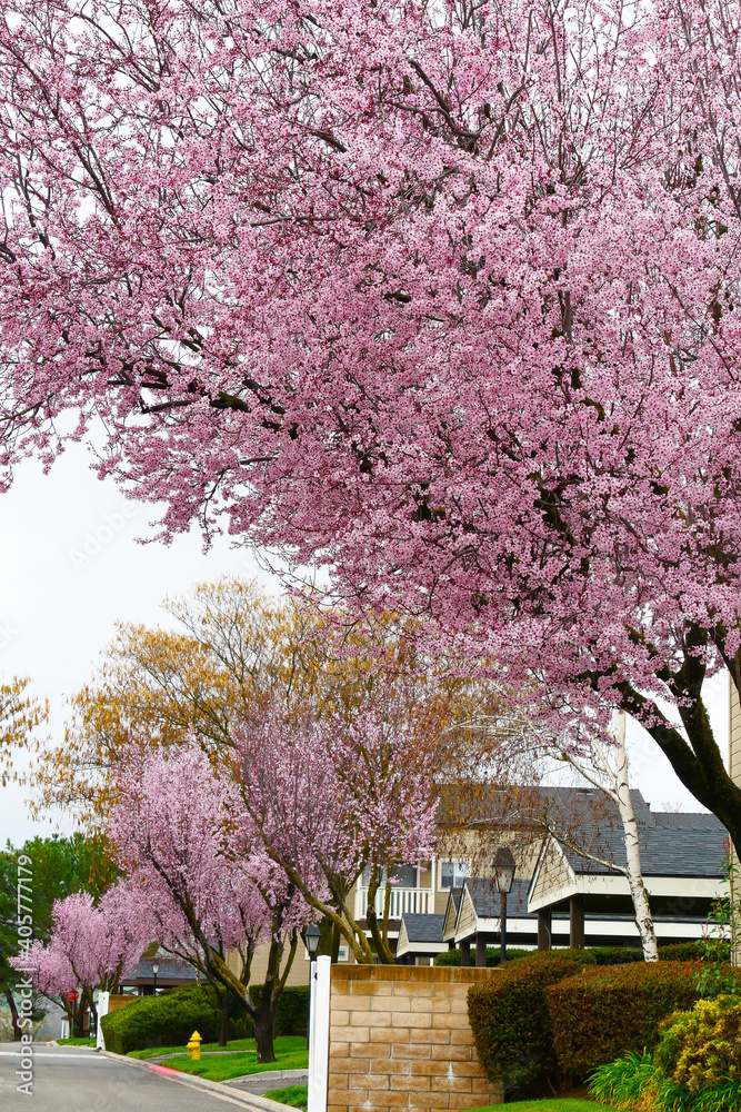 Beautiful spring cherry blossom