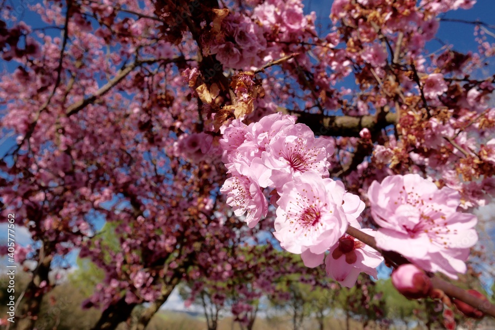 Beautiful spring cherry blossom Beautiful spring cherry blossom