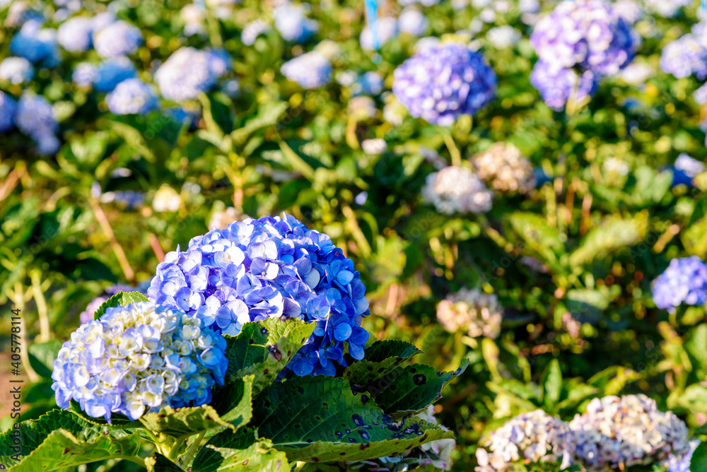 Blooming blue hydrangeas flowers in the garden. Blooming blue hydrangeas flowers in the garden.