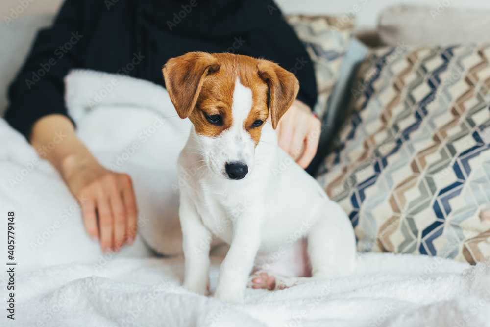 Adorable puppy Jack Russell Terrier sitting on the sofa.
