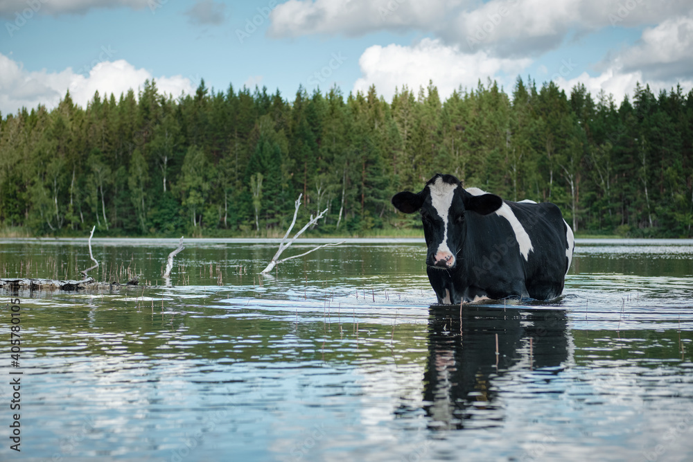 Cow standing in a lake surrounded by pine trees Cow standing in a lake surrounded by pine trees