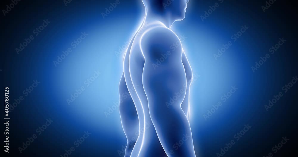 Human body X ray 3D rendering, Virus penetration, Computer diagnostics, tomography, HUD screen,Pneumonia, Lungs, Infection, Cold, Flu, Coronavirus Covid-19 Human body X ray 3D rendering, Virus penetration, Computer diagnostics, tomography, HUD screen,Pneumonia, Lungs, Infection, Cold, Flu, Coronavirus Covid-19