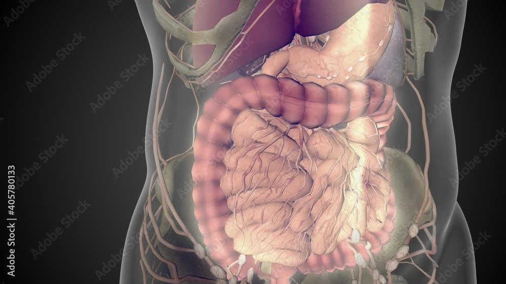 Esophagus 3D, digestive system, human abdomen, 3D anatomy, human body, x-ray, alveoli