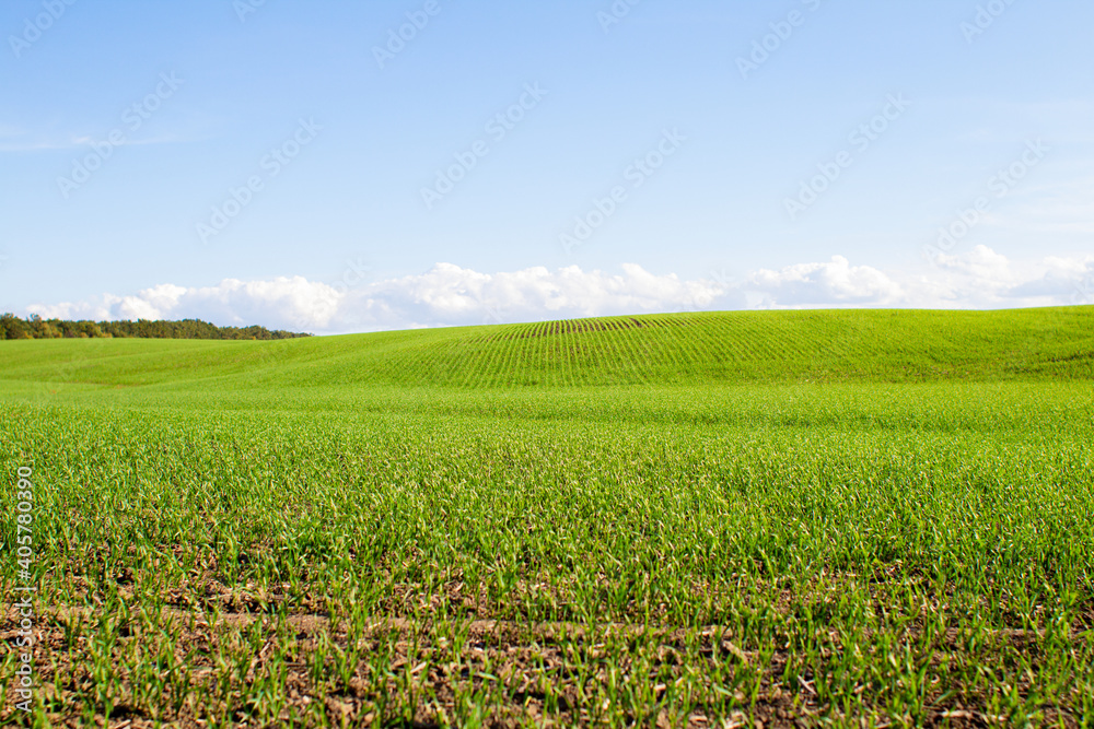 green field of grass and perfect blue sky with clouds, nature landscape background