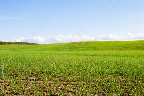 green field of grass and perfect blue sky with clouds, nature landscape background