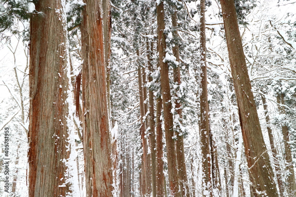 Fototapeta premium 雪景色