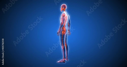 3D human body, body scan, computer anatomy, body skeleton, X-ray scan