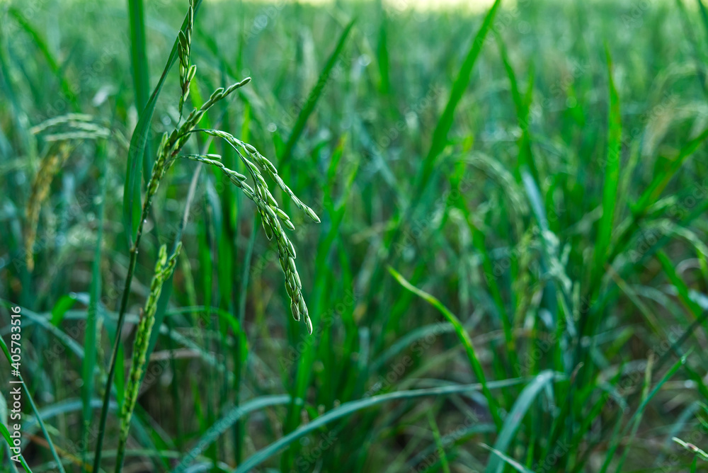 Green Ears of Rice in the Rice Field in the Local Area. Green Ears of Rice in the Rice Field in the Local Area.
