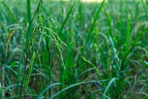 Green Ears of Rice in the Rice Field in the Local Area.