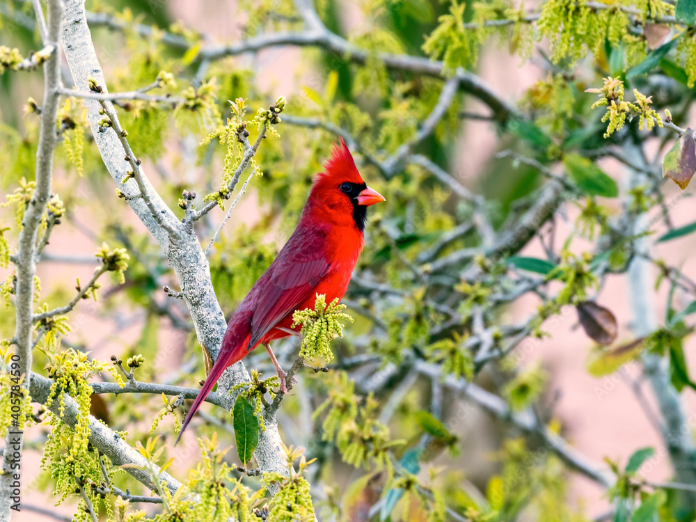 Northern cardinal sitting in the bush
