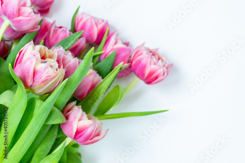 Pink tulips on a white background. Flat lay, top view. Valentine background. Spring mood. Horizontal, copy space