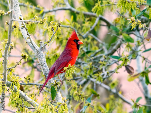 Obraz na płótnie Northern cardinal sitting in the bush w salonie