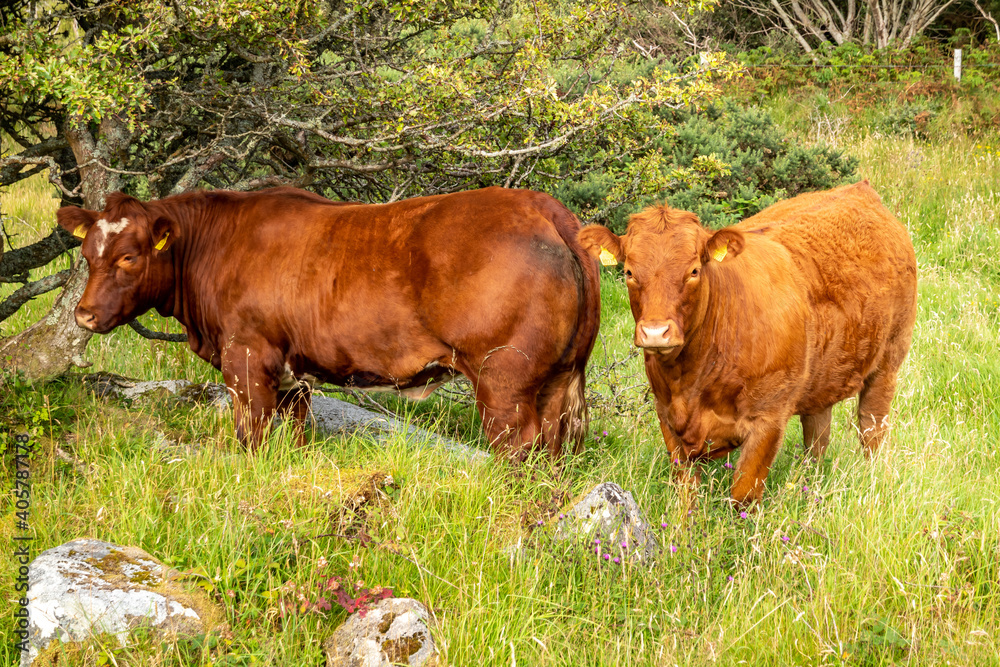 Brown cows sranding in a Donegal field - Ireland Brown cows sranding in a Donegal field - Ireland