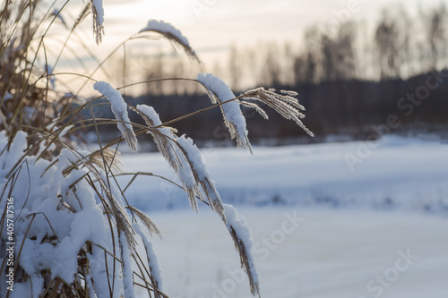 ears of reed in the snow in winter 