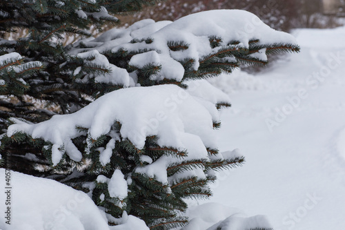 snow covered pine tree