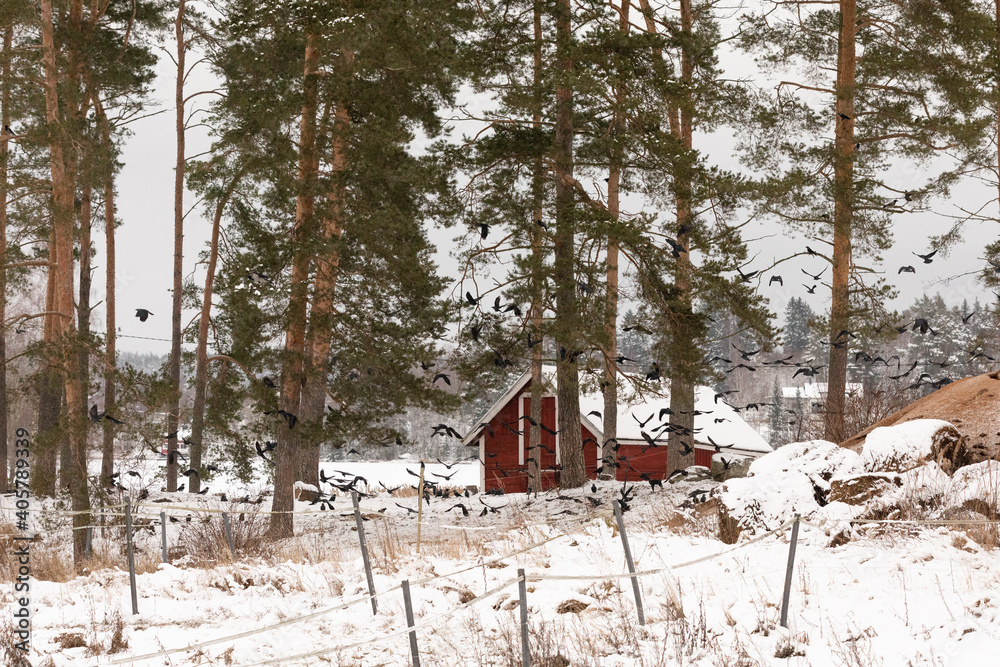 Jackdaws flying around in Finnish countryside Jackdaws flying around in Finnish countryside