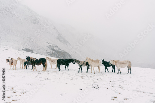 A herd of horses graze in the fall in Altai