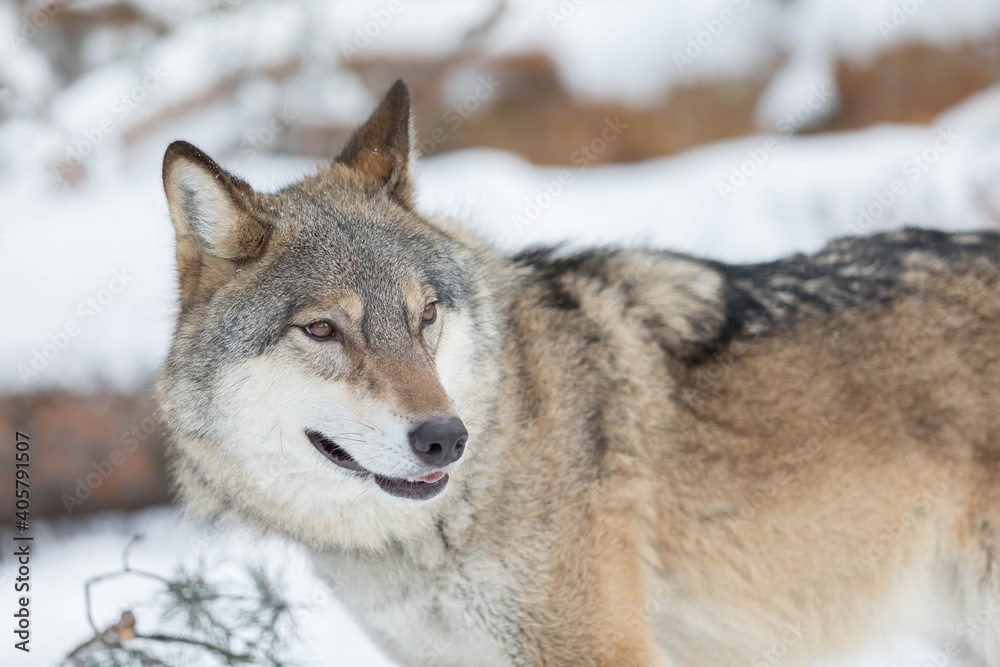 Portrait of a large adult wild wolf in nature. Winter snow forest