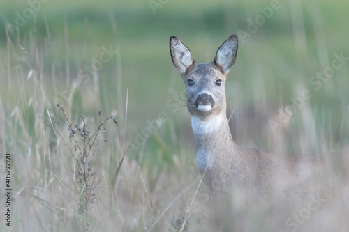 Fototapeta Naklejka Na Ścianę i Meble -  Sarna Capreolus capreolus