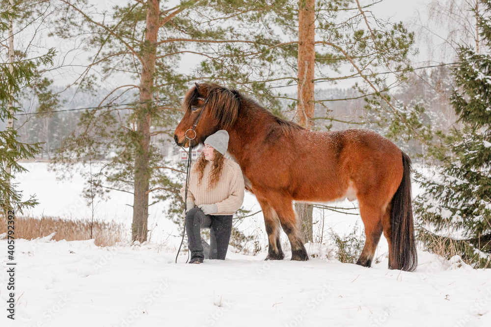 Icelandic horse in wintery scene in Finland Icelandic horse in wintery scene in Finland