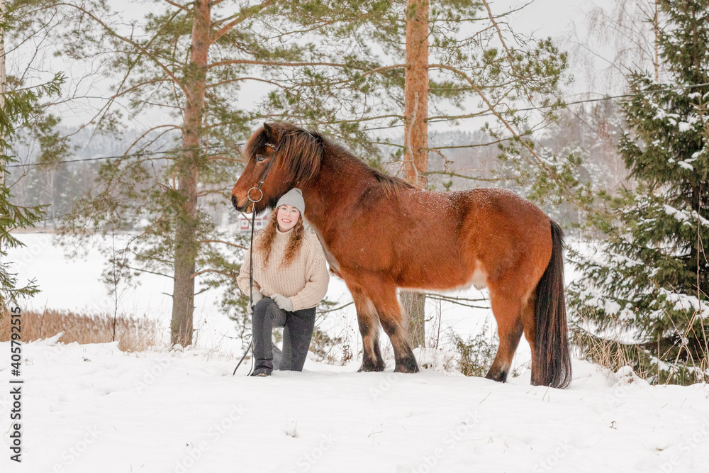Icelandic horse in wintery scene in Finland Icelandic horse in wintery scene in Finland