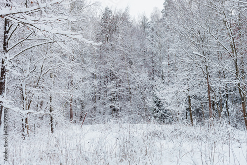Fototapeta Naklejka Na Ścianę i Meble -  Zimowy las w śnieżnej scenerii